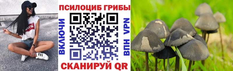 Купить  Старица  Галлюциногенные грибы Cubensis 